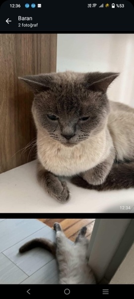 British Shorthair, Kedi  Mars fotoğrafı
