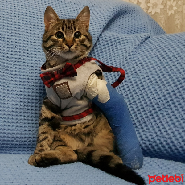 Tekir Kedi, Kedi  Luna fotoğrafı
