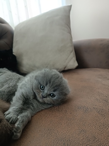 Scottish Fold, Kedi  Yok fotoğrafı