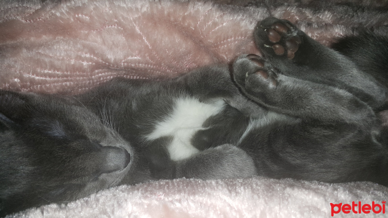 Bombay, Kedi  Sabrina fotoğrafı