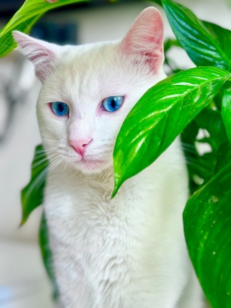Ankara Kedisi, Kedi  Maviş fotoğrafı