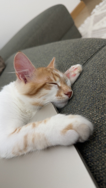 Sarman, Kedi  Leo fotoğrafı