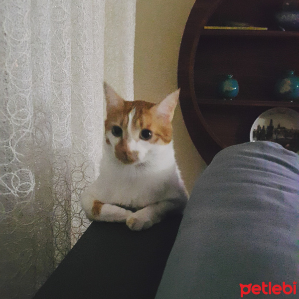 Tekir Kedi, Kedi  Saruman fotoğrafı