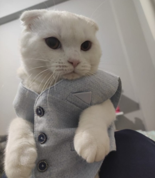 Scottish Fold, Kedi  Poncik fotoğrafı
