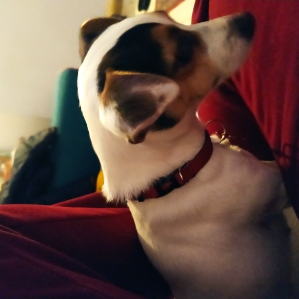 Jack Russell Terrier, Köpek  Dilber fotoğrafı