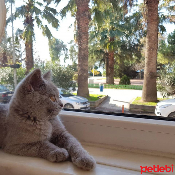 British Shorthair, Kedi  Gölge fotoğrafı