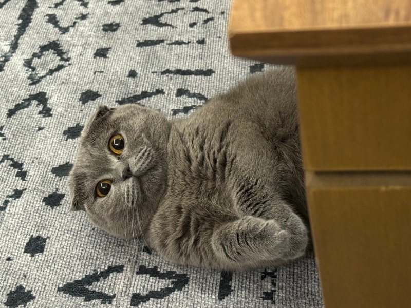 Scottish Fold, Kedi  Eyşan fotoğrafı