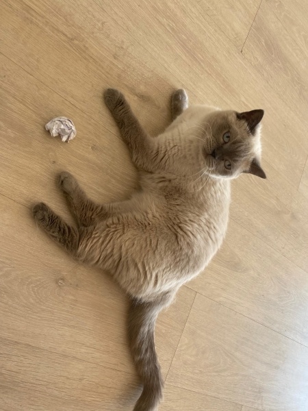 British Shorthair, Kedi  Bal fotoğrafı