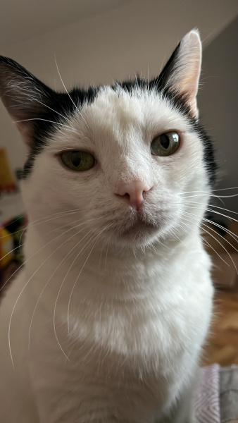 Tuxedo (Smokin) Kedi, Kedi  Çipil fotoğrafı
