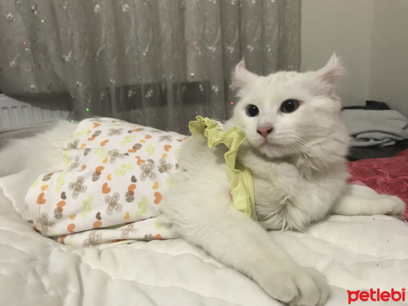 Van Kedisi, Kedi  Şeker fotoğrafı