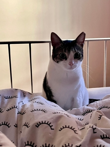 Tekir Kedi, Kedi  Fiona fotoğrafı
