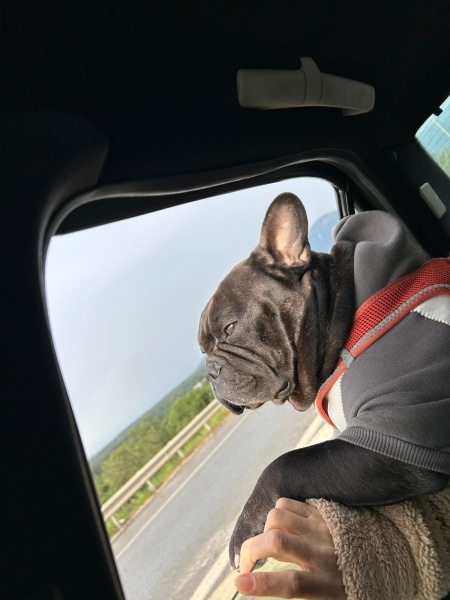 Fransız Bulldog, Köpek  APOLLO fotoğrafı