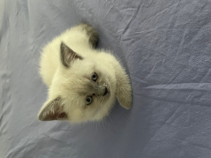 British Shorthair, Kedi  Sütlaç fotoğrafı