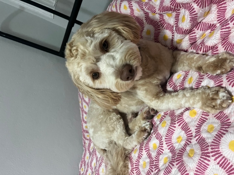 Maltese, Köpek  Ollie fotoğrafı