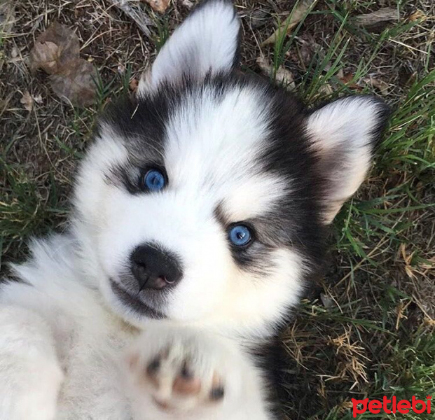 Sibirya Kurdu (Husky), Köpek  çakır fotoğrafı