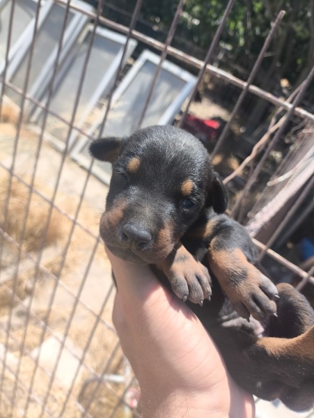Doberman Pinscher, Köpek  Lila fotoğrafı