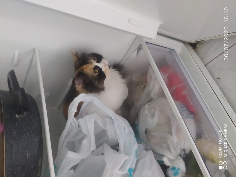 İran Kedisi (Persian), Kedi  Lucy fotoğrafı