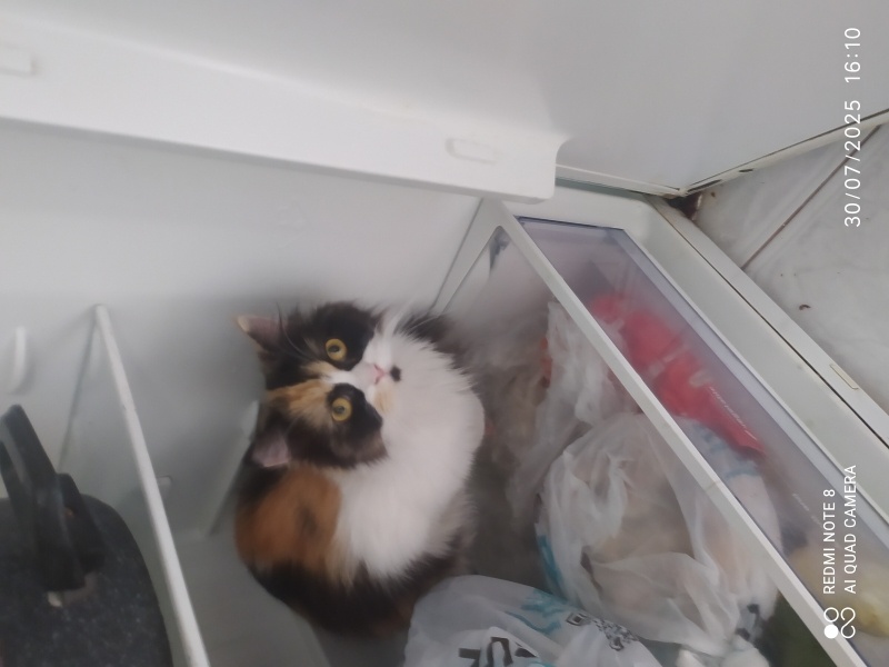 İran Kedisi (Persian), Kedi  Lucy fotoğrafı