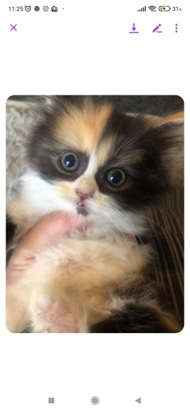 İran Kedisi (Persian), Kedi  Lucy fotoğrafı