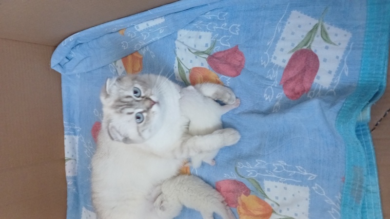 Scottish Fold, Kedi  Luna fotoğrafı