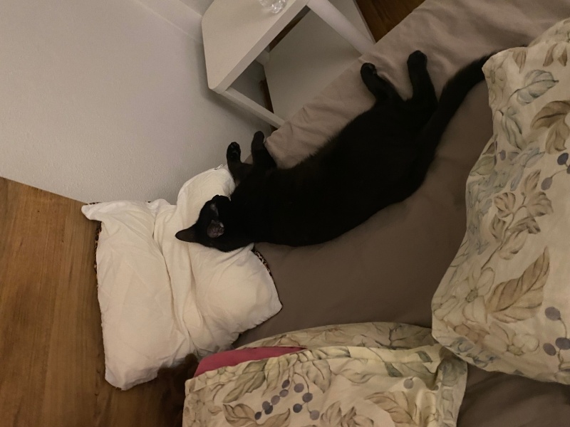 Tekir Kedi, Kedi  Nergis fotoğrafı