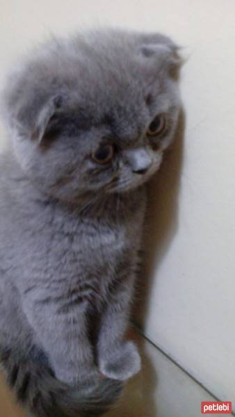 British Shorthair, Kedi  Tarcin fotoğrafı