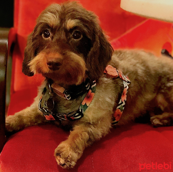 Dachshund (Sosis), Köpek  Maple fotoğrafı