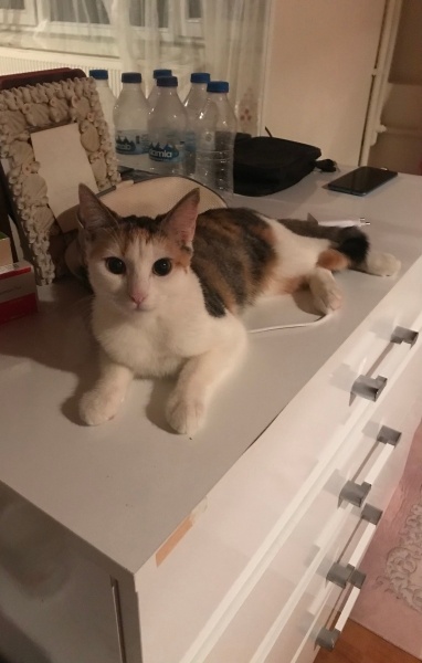 Tekir Kedi, Kedi  Karamel fotoğrafı