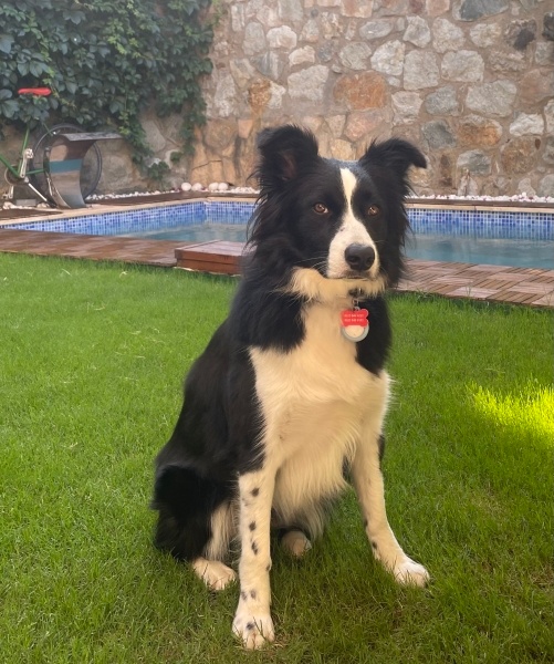 Border Collie, Köpek  Rubik fotoğrafı