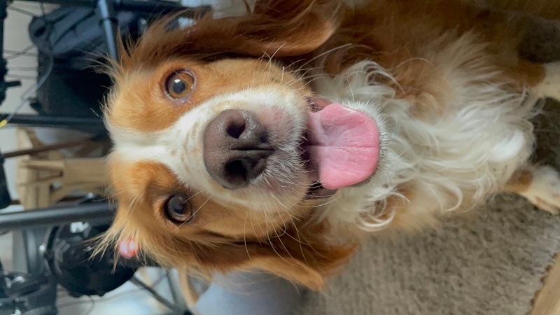King Charles Spaniel, Köpek  PERA fotoğrafı