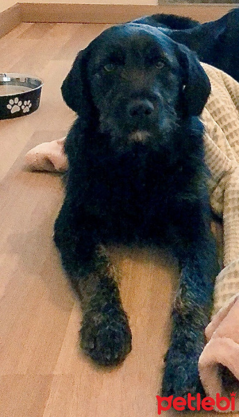Alman Kalın Tüylü Pointer, Köpek  Kleopatra (Kleo) fotoğrafı