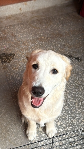 Golden Retriever, Köpek  Lucy fotoğrafı