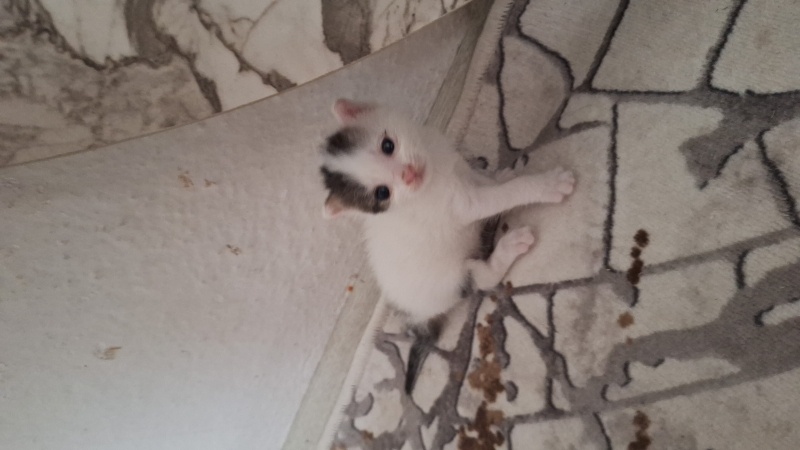 Tekir Kedi, Kedi  pamuk fotoğrafı
