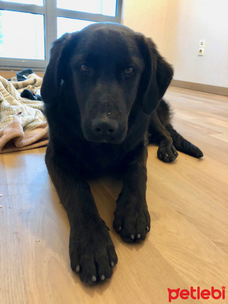 Labrador Retriever, Köpek  Sezar fotoğrafı