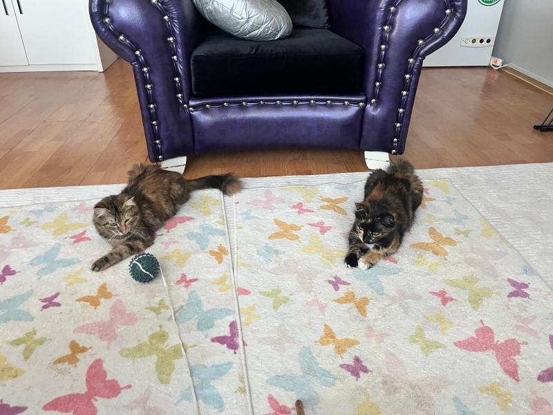 Tekir Kedi, Kedi  Şıpıdık fotoğrafı