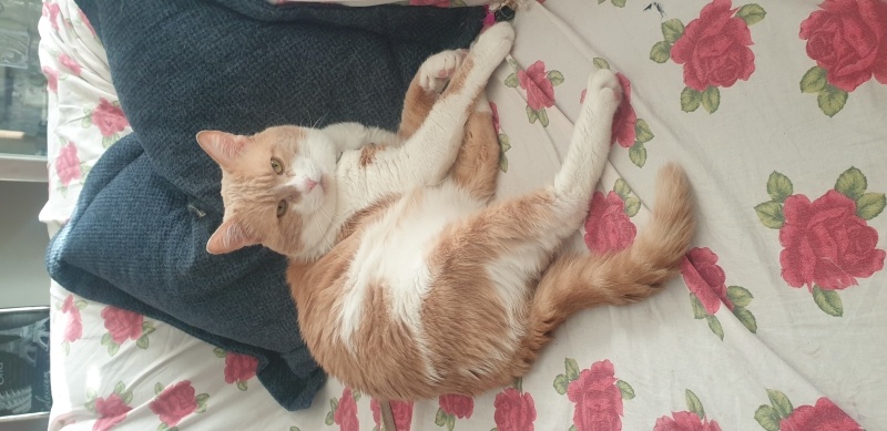 Sarman, Kedi  Sarman fotoğrafı
