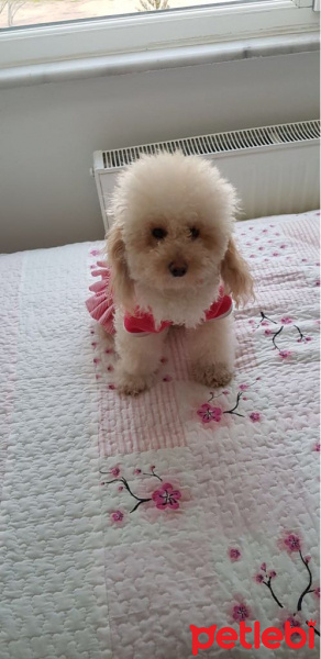 Poodle (Minyatür Kaniş), Köpek  Lina  fotoğrafı