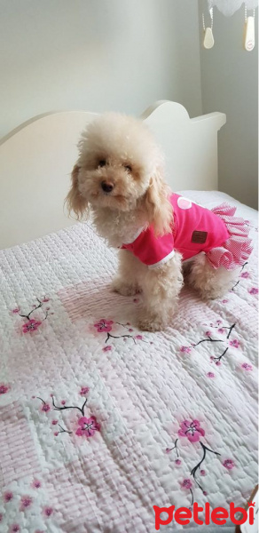 Poodle (Minyatür Kaniş), Köpek  Lina  fotoğrafı