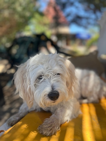 Maltese, Köpek  Köpük fotoğrafı