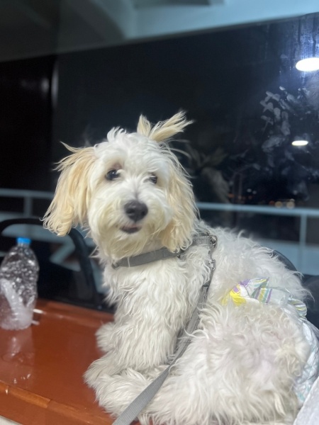 Maltese, Köpek  Köpük fotoğrafı
