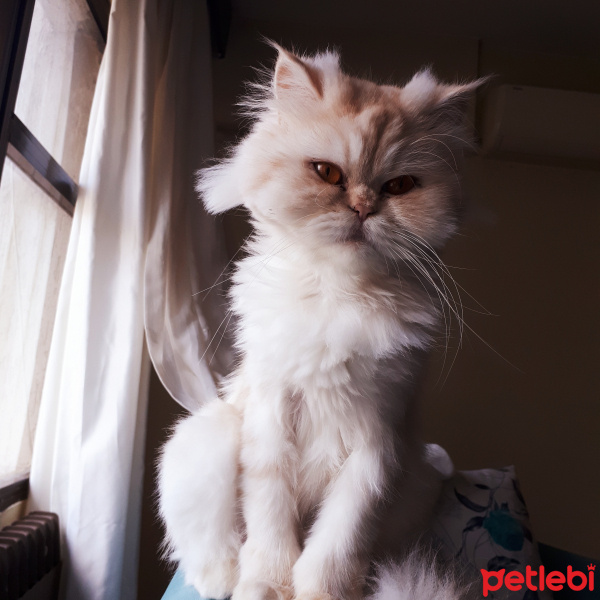 Chinchilla, Kedi  Balım fotoğrafı