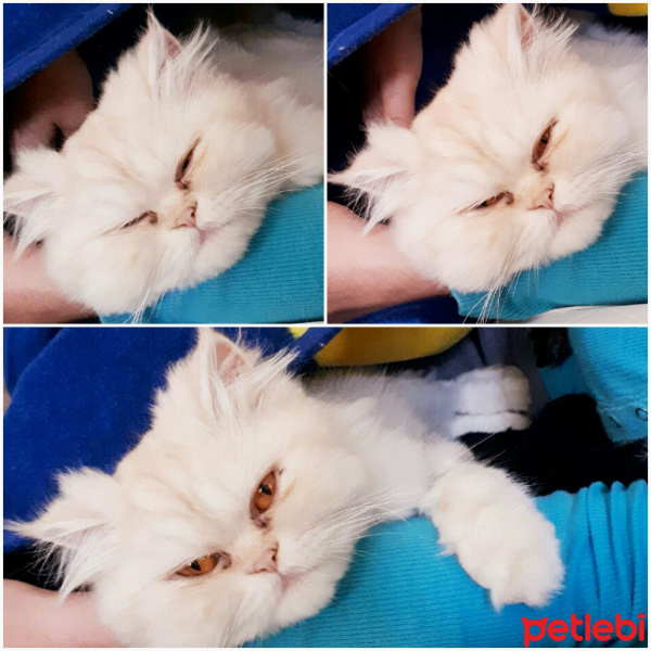 Chinchilla, Kedi  Balım fotoğrafı