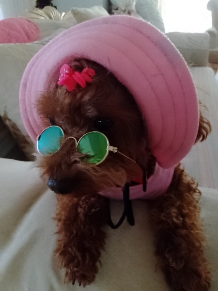 Poodle (Minyatür Kaniş), Köpek  Pera fotoğrafı
