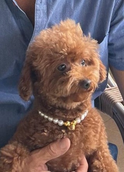 Poodle (Minyatür Kaniş), Köpek  Pera fotoğrafı