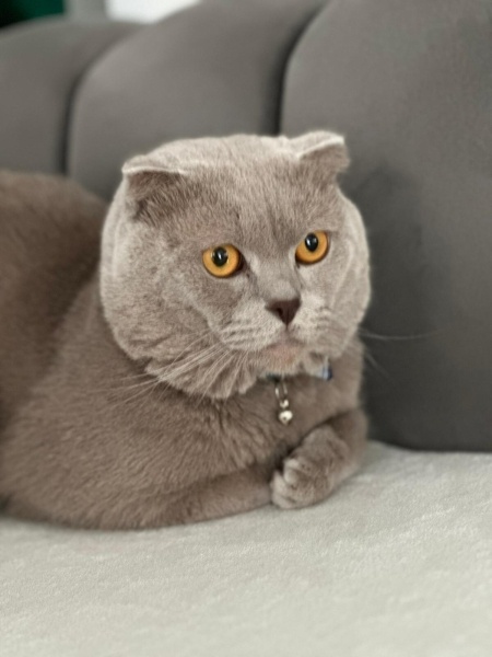 Scottish Fold, Kedi  duman fotoğrafı