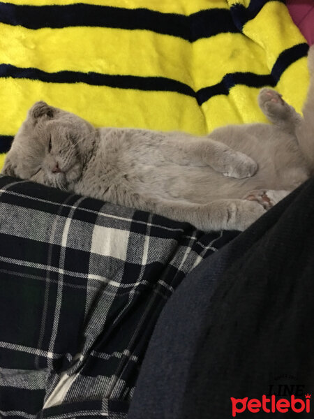 Scottish Fold, Kedi  Gofret fotoğrafı