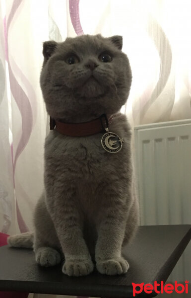 Scottish Fold, Kedi  Gofret fotoğrafı