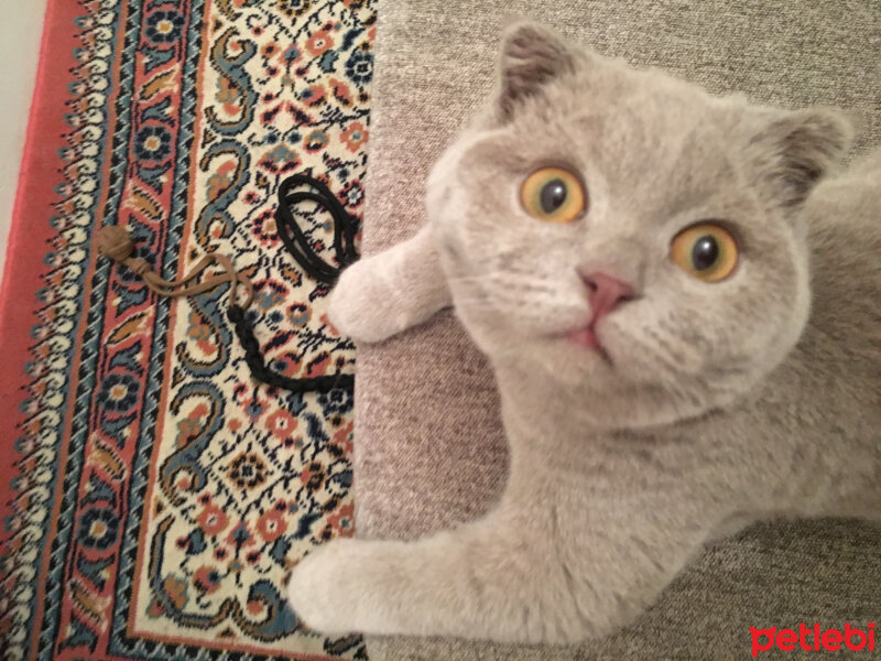 Scottish Fold, Kedi  Gofret fotoğrafı