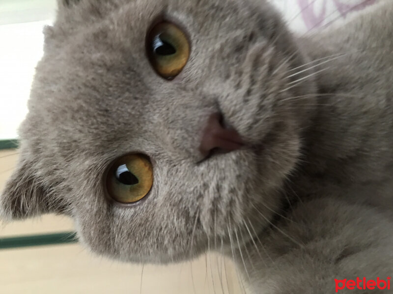 Scottish Fold, Kedi  Gofret fotoğrafı