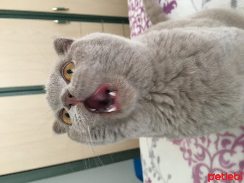 Scottish Fold, Kedi  Gofret fotoğrafı